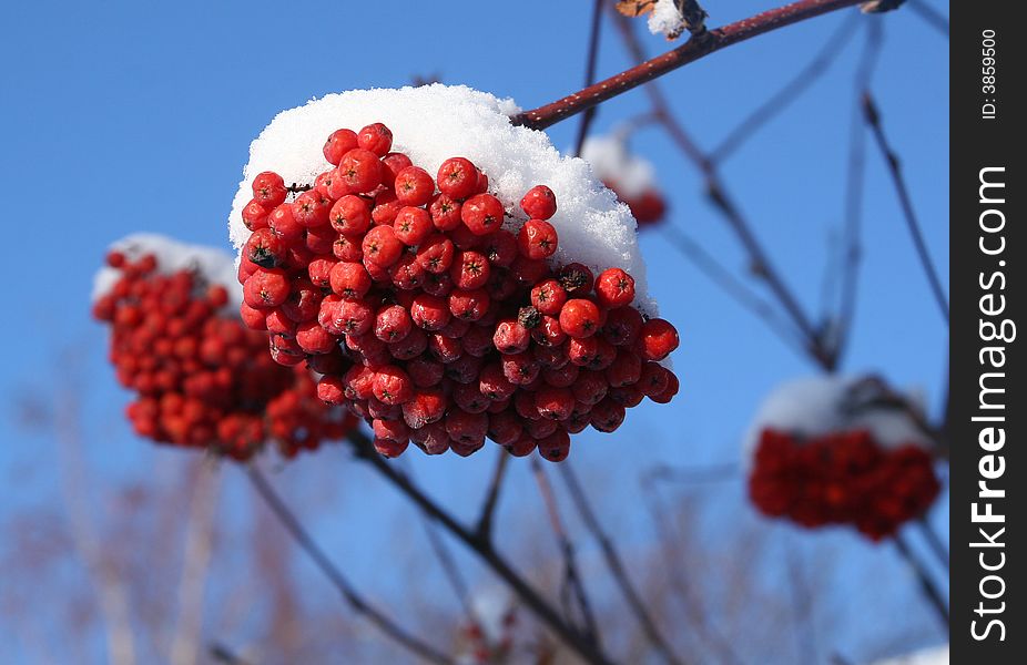 Snow-covered mountain ash berries in winter