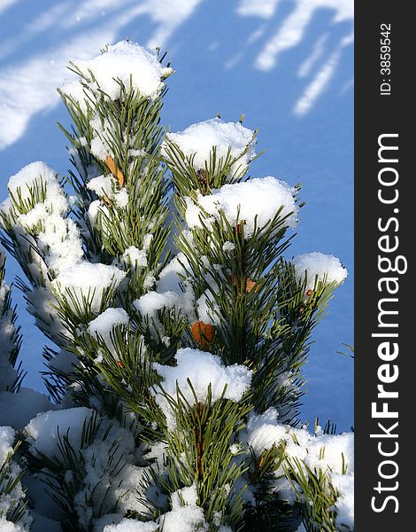 Snow covering an evergreen shrub in winter. Snow covering an evergreen shrub in winter.