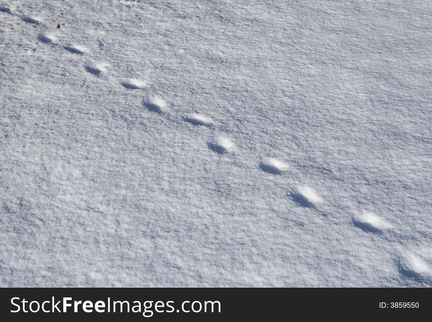 A little bit of new snow fallen over an animal trail.