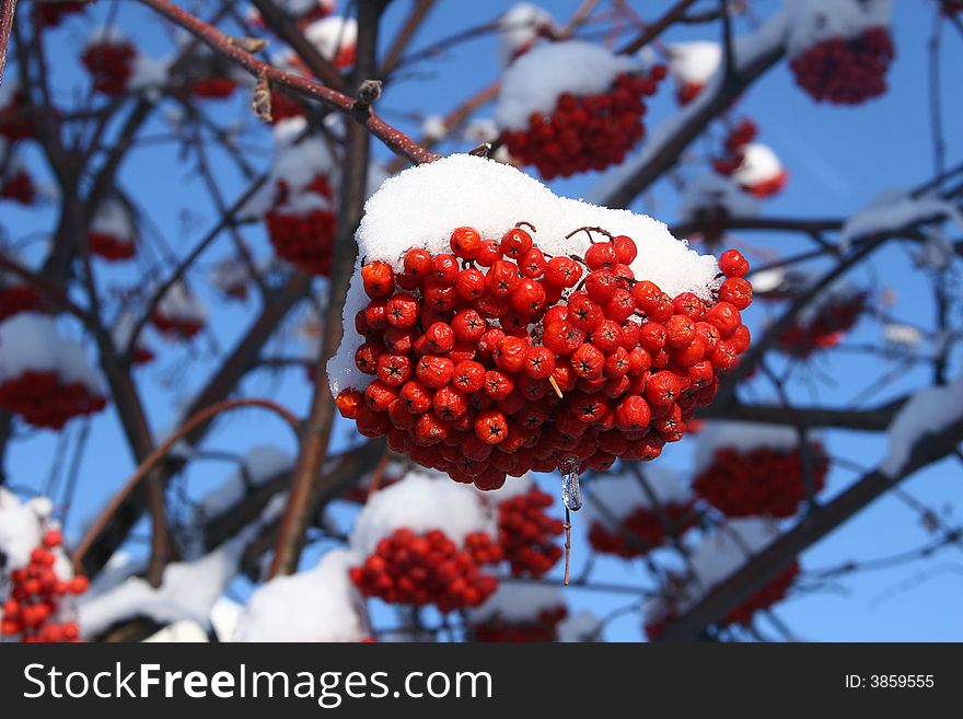 Mountain Ash Berries