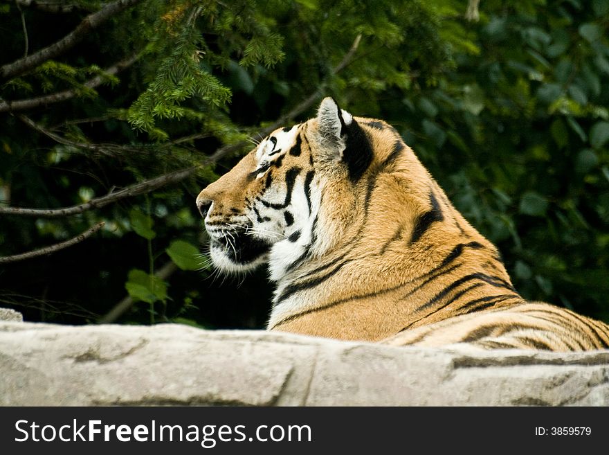 Bengal tiger resting in the forest. canon 400d