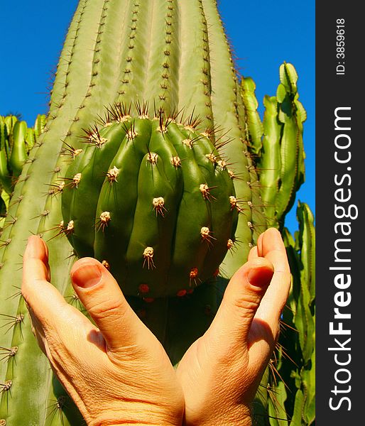 Cactus outgrowth in the two flat of the hands on the sky background. Cactus outgrowth in the two flat of the hands on the sky background
