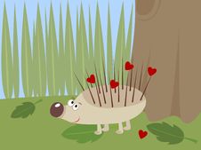 Hedgehog Stock Image Hedgehog Stock Image