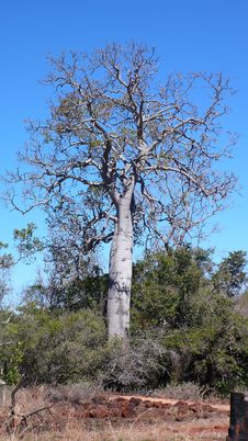 BaoBab Royalty Free Stock Images BaoBab Royalty Free Stock Images