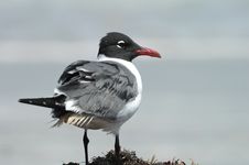 Laughing Gull On The Beqch Stock Image