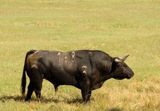 Real Black Bull Of Bullfight Royalty Free Stock Image
