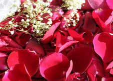 Roses Petals Stock Photos Roses Petals Stock Photos