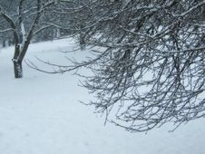 Branches And Snow Stock Photos Branches And Snow Stock Photos