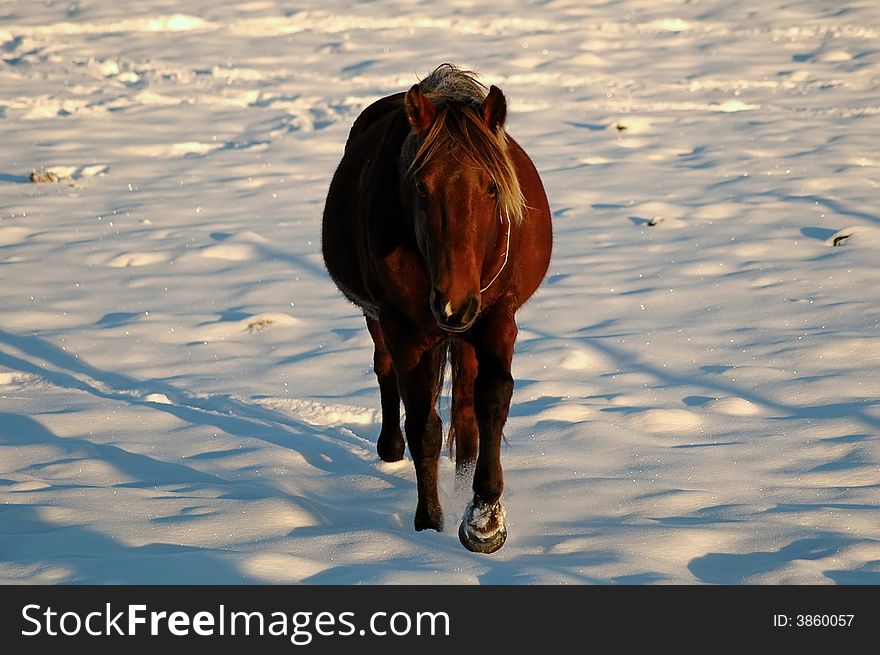 Cute pony walking in snow on a early winter morning. Cute pony walking in snow on a early winter morning.