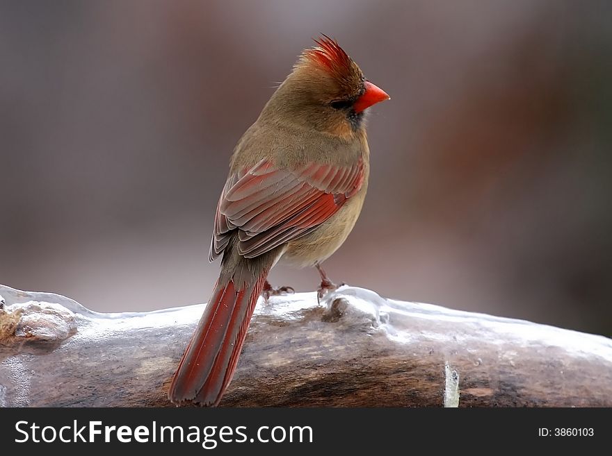 This female Cardinal did not seem to be bothered by the ice storm we had last weekend. This female Cardinal did not seem to be bothered by the ice storm we had last weekend.