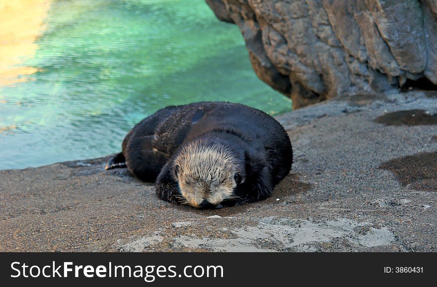 A young otter sleeps in the shade beside a tide pool. A young otter sleeps in the shade beside a tide pool