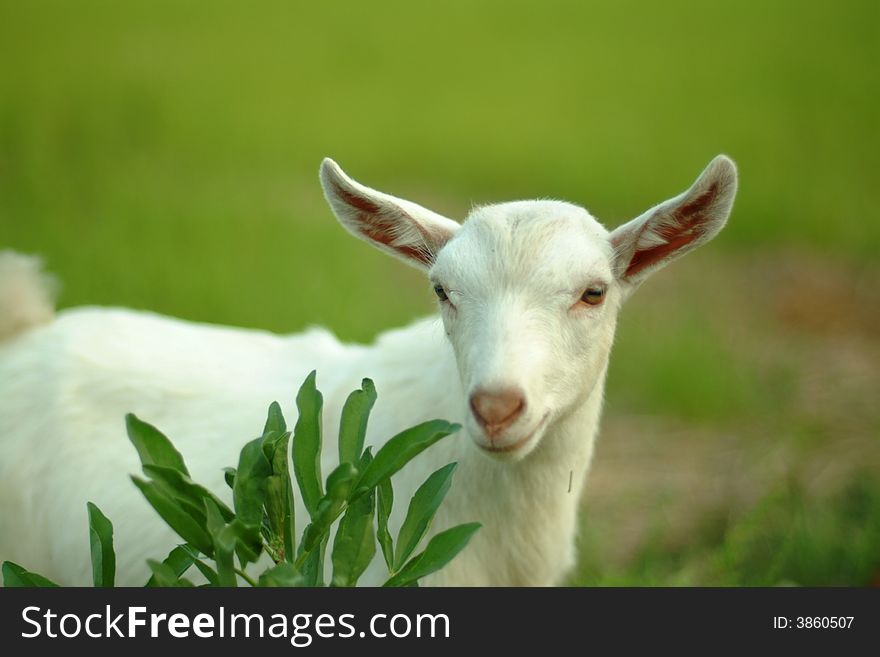 Goat Of Suzhou In China