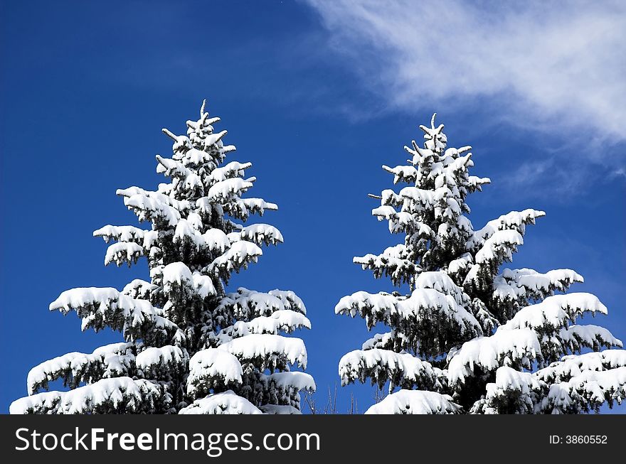 Snow covered evergreens on a winter day. Snow covered evergreens on a winter day.