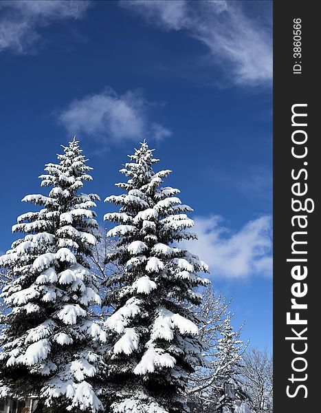 Snow covered trees