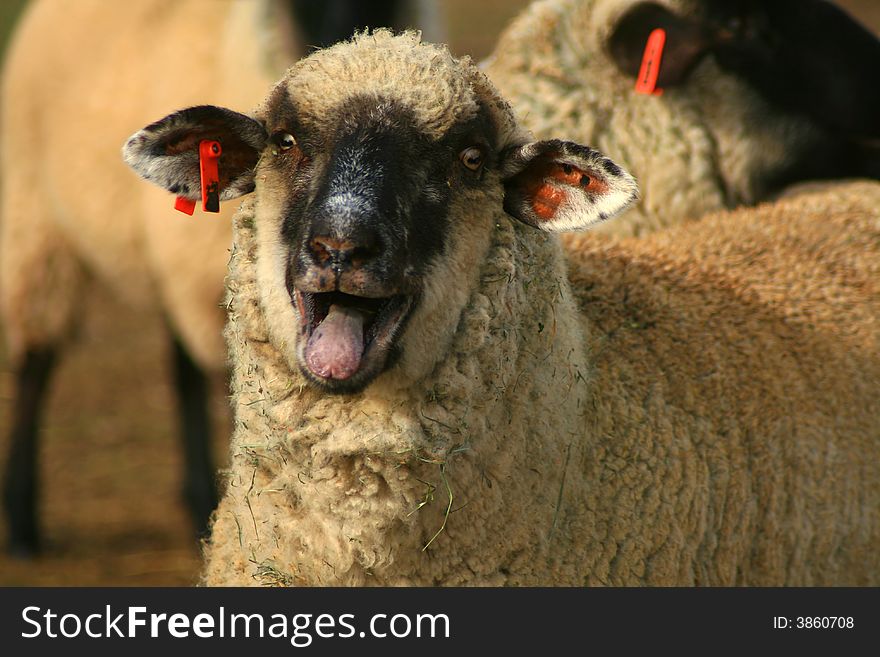 A Black Face Suffolk Sheep. A Black Face Suffolk Sheep