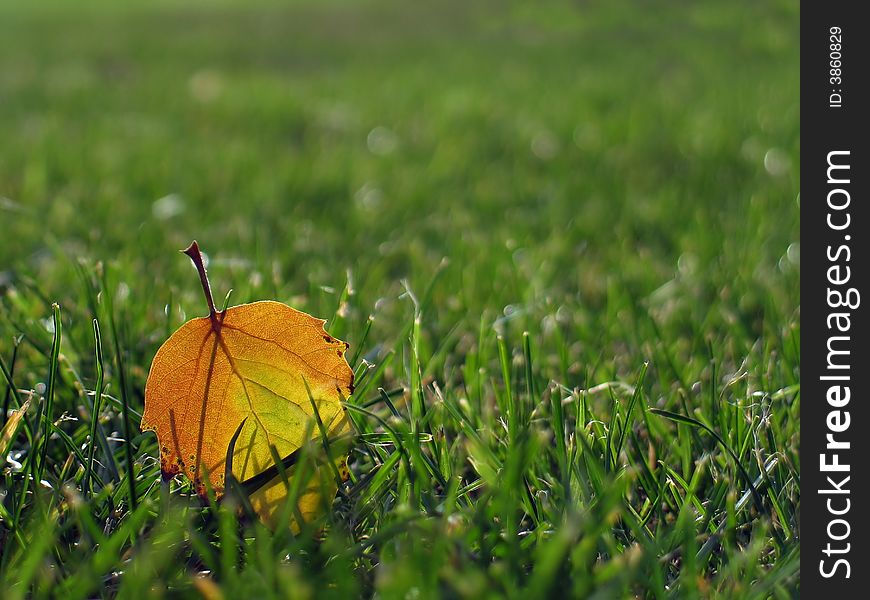 A yellow leaf in green grass. A yellow leaf in green grass