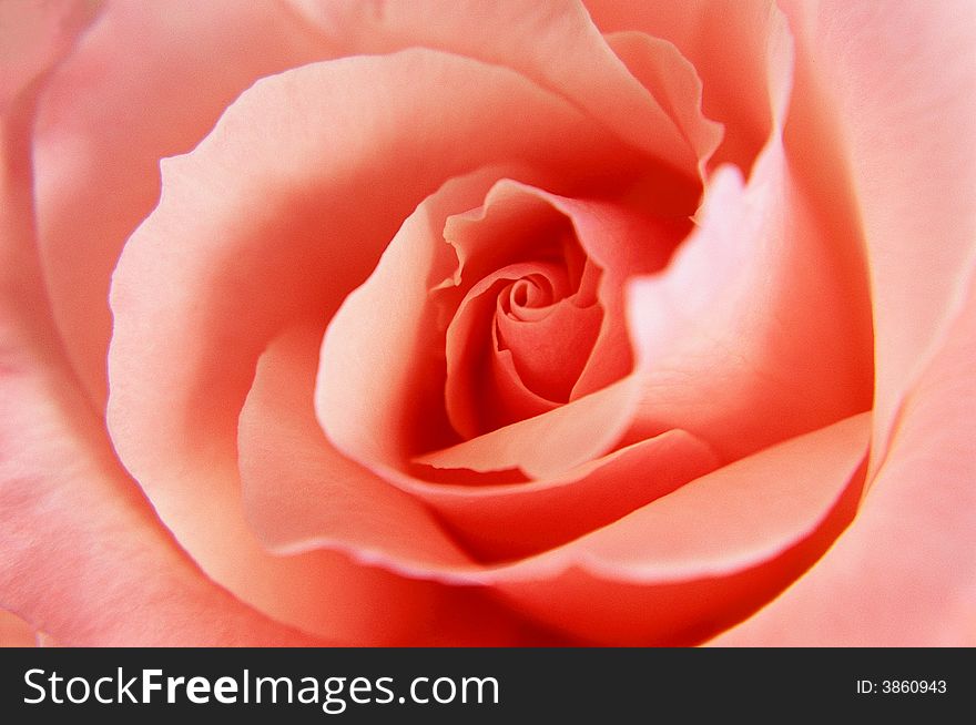A close up view of a pink rose. A close up view of a pink rose