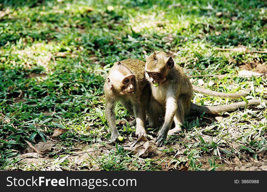 Two monkeys from Phnompenh, Cambodia. Two monkeys from Phnompenh, Cambodia