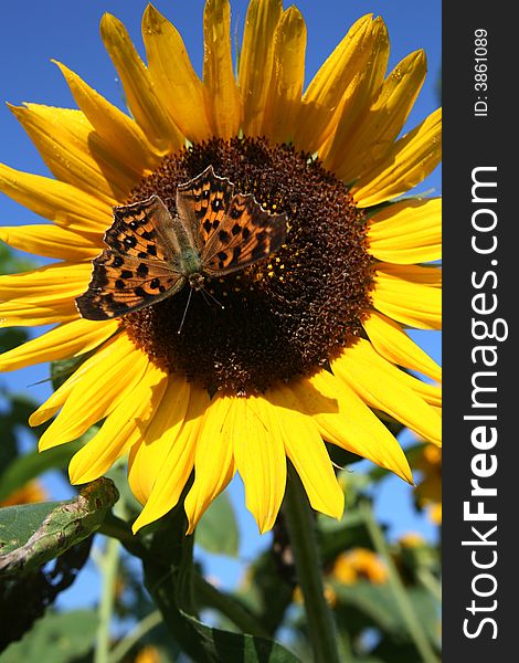 Beautiful sunflower with orange butterfly. Beautiful sunflower with orange butterfly