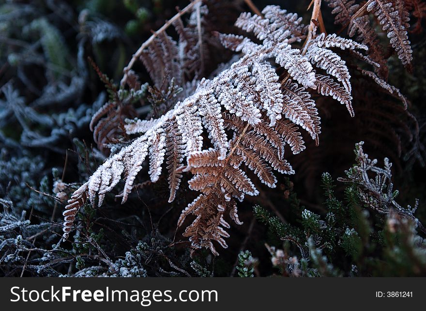 Frost plant in winter cold morning