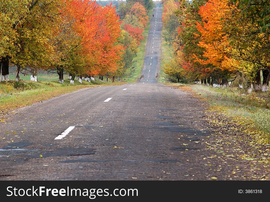 A road in autumn forest. A road in autumn forest