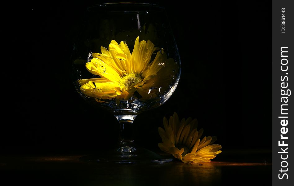 Yellow flower in the glass. Yellow flower in the glass