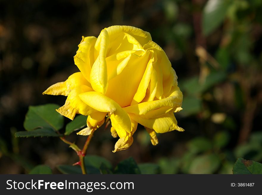 Yellow rose on the park