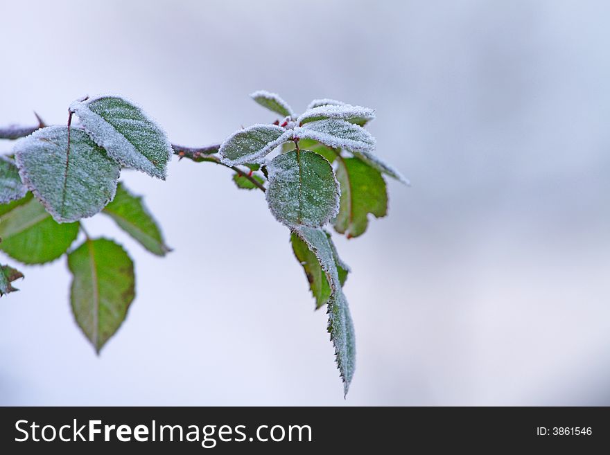 Frozen Leaves