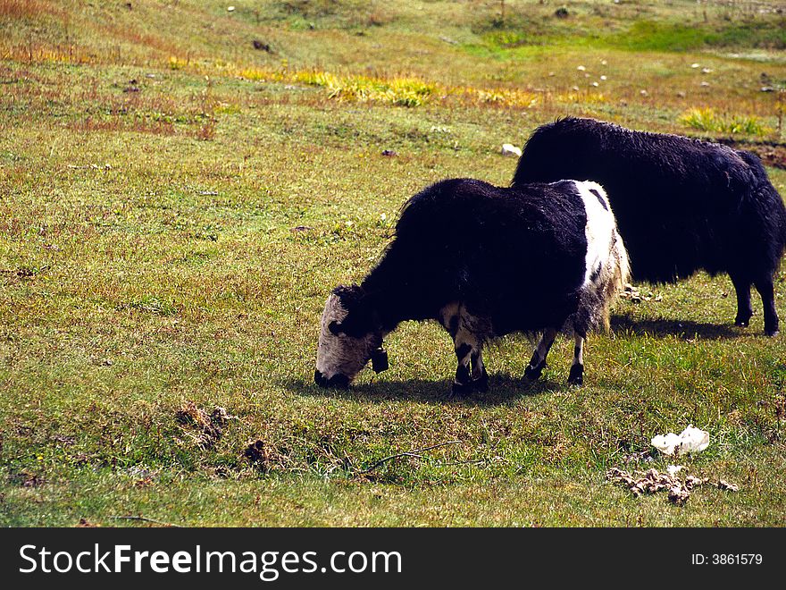 There are 2 yaks in the meadows. it is in Tibet of China. See more my images at :)