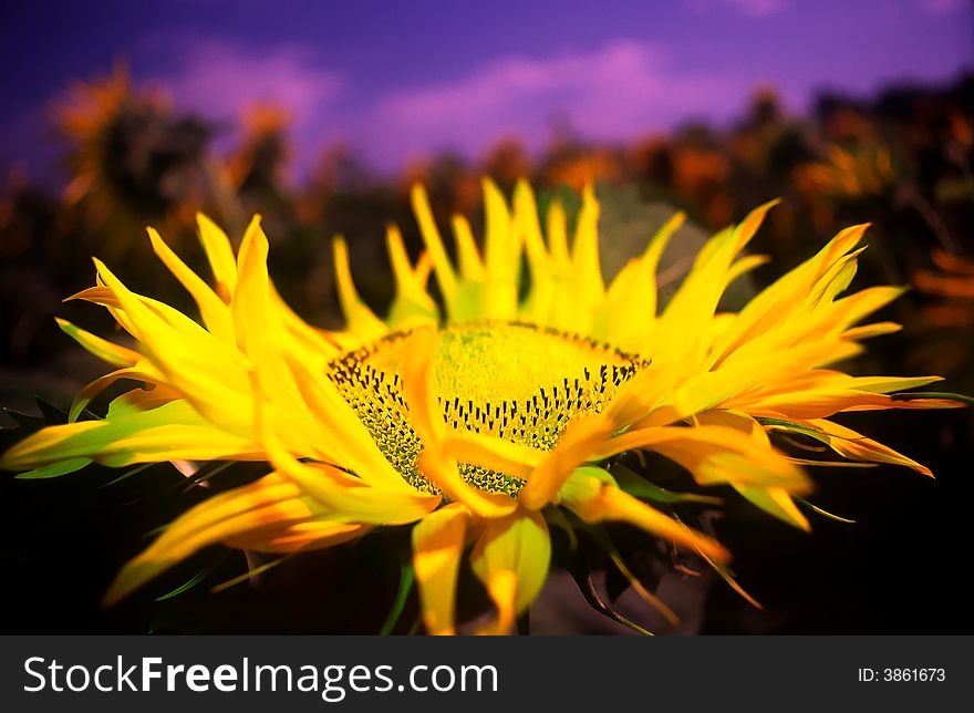 Sunflower on a background of the sky