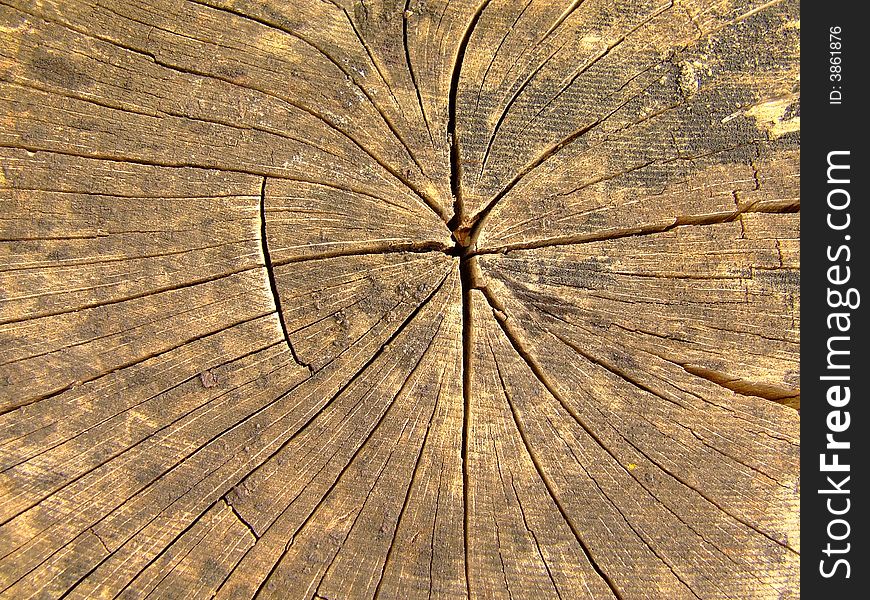Dead wood detail ,illustrating the wood texture and structure
