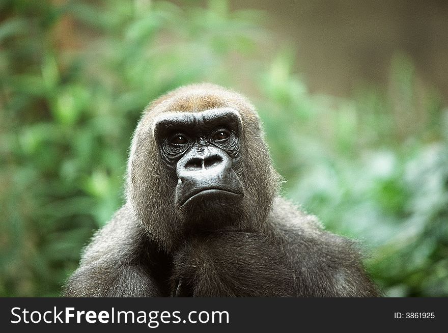 African low land gorilla resting and watching. African low land gorilla resting and watching