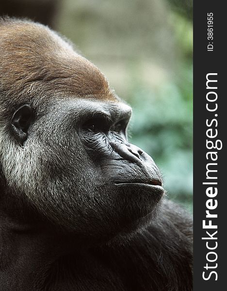 Close up view of an African low land gorilla. Close up view of an African low land gorilla
