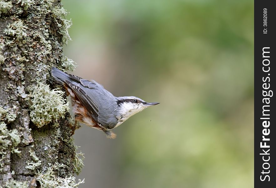 Nuthatch ( Sitta europaea ) over the green background