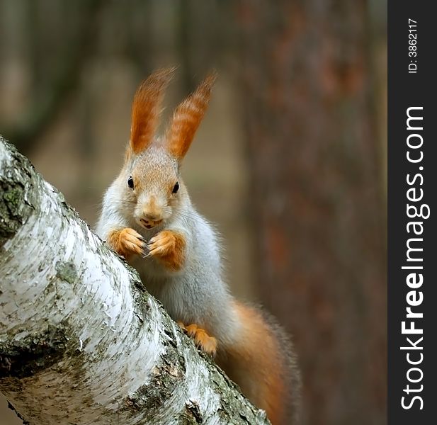 Squirrel ( Sciurus ) over the birch.