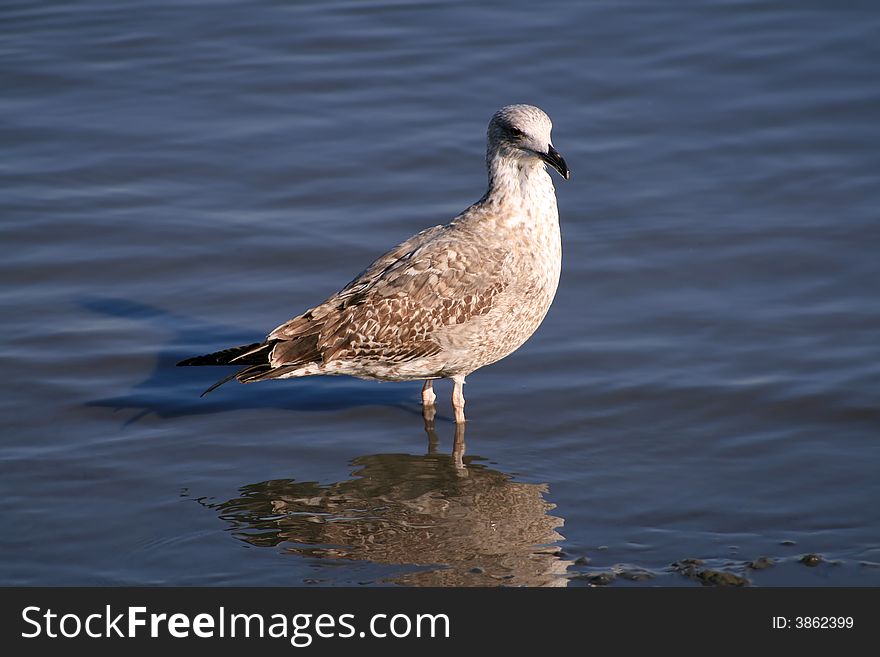 Seagull into the water looking