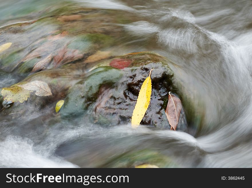 An image of leaves on a stone amongst a river