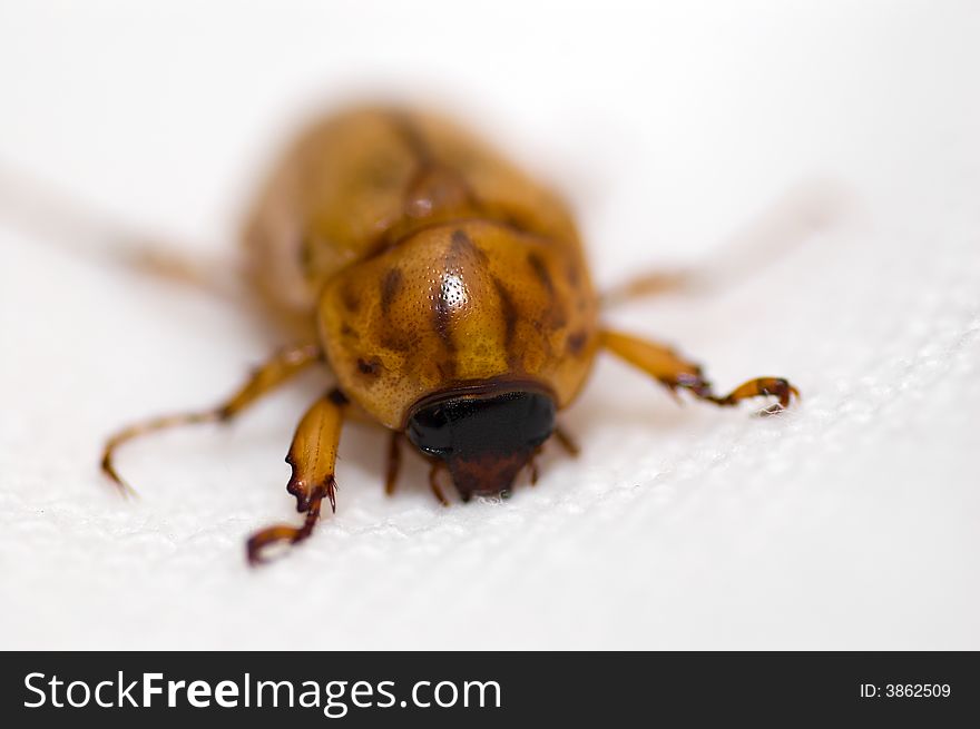 A macro shot of a Christmas Beetle. A macro shot of a Christmas Beetle.