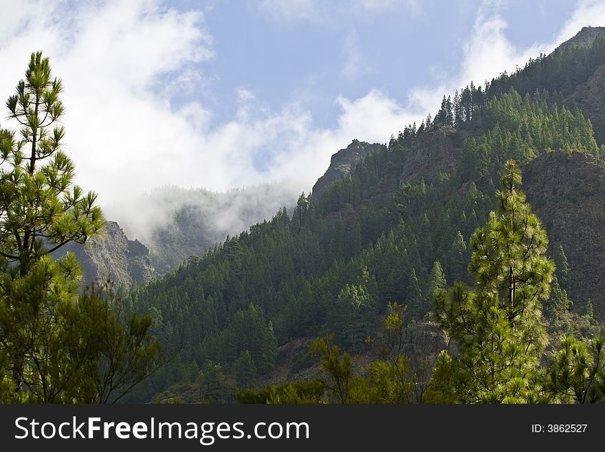 Humid forest covered by the Teide cloudscape, Tenerife. Humid forest covered by the Teide cloudscape, Tenerife.