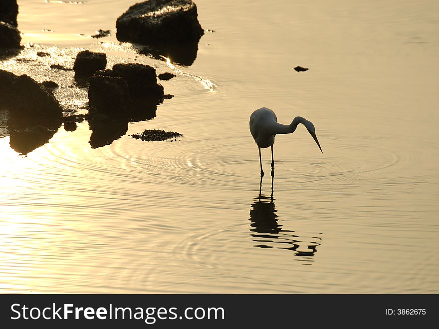 Lonely egret looking for food. Lonely egret looking for food