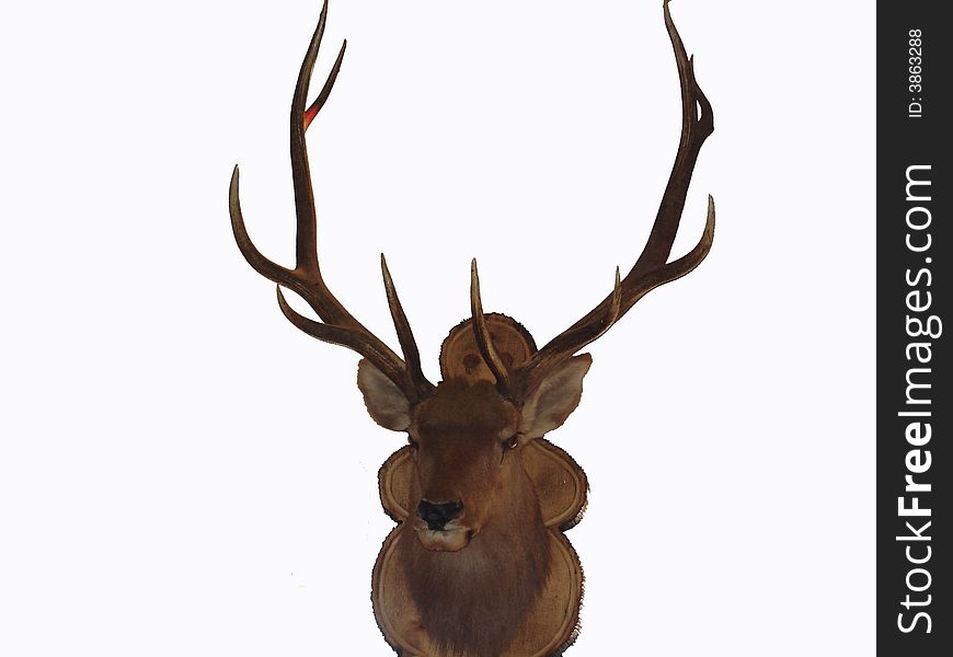 Horns of deer, animals, nature
