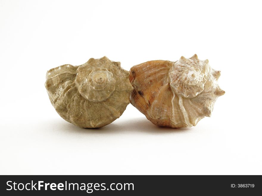 Two shells on the white background