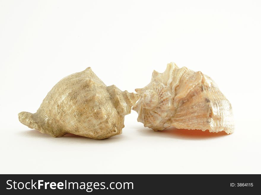 Two shells on the white background