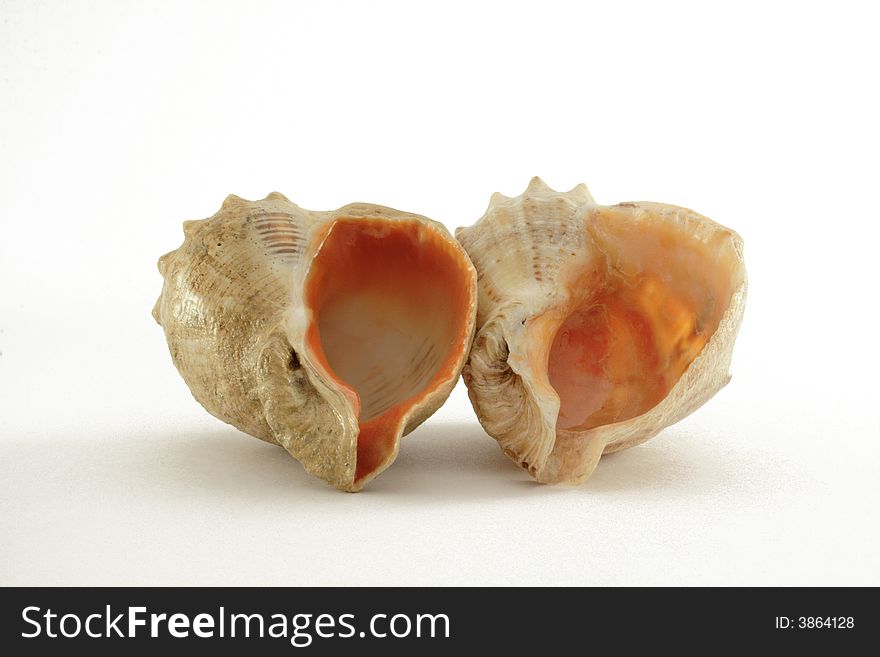 Two shells on the white background