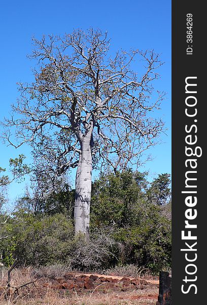 An oldest tree call BaoBab near Undara Australia
