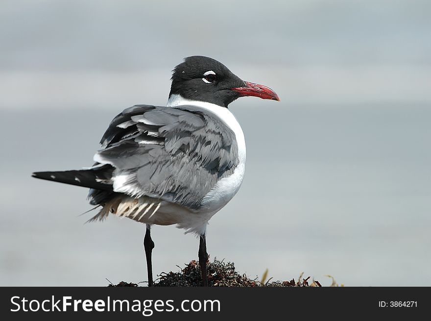 A single laughing gull standing alone on the beach with a light colored natural background. A single laughing gull standing alone on the beach with a light colored natural background.