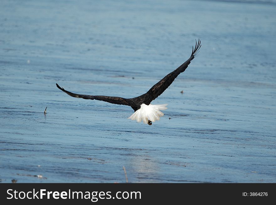 A large bald eagle flying low over the ice covered lake. A large bald eagle flying low over the ice covered lake.