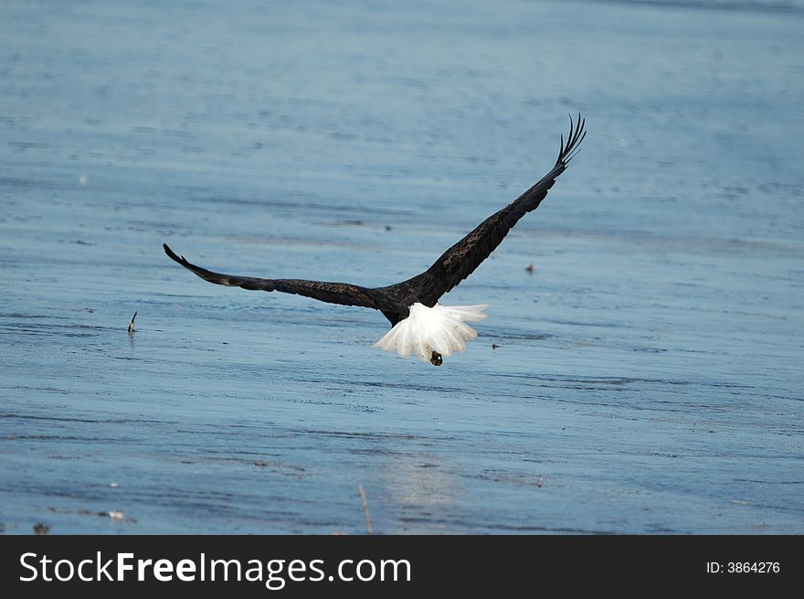 Bald Eagle Exit