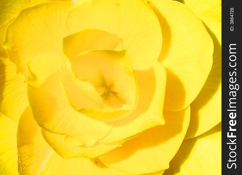 Begonia close-up beautiful yellow flower