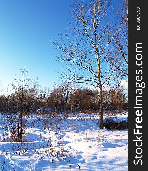 Snow winter, trees and blue sky